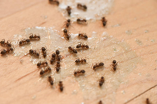 Flea Control Services in Addison, IL
